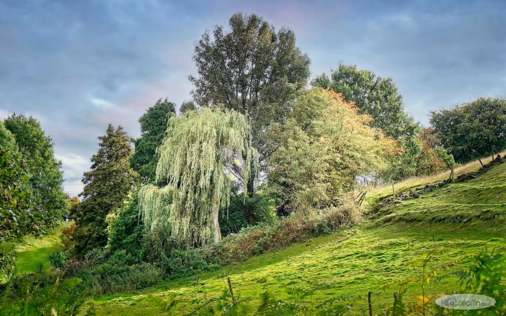 Trees and Field at Denford, Leek