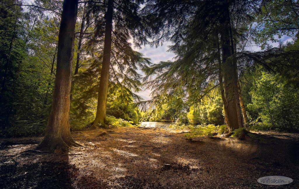 Trees, Light and Lake at Englethwaite Hall