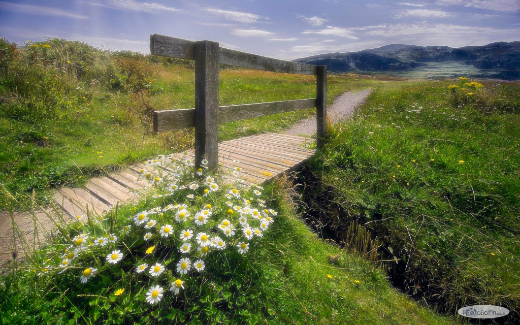 Daisies, Bridge and&nbsp;Path
